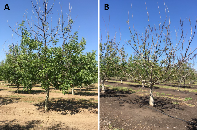 2020 Autumn Freeze Damage in San Joaquin and Stanislaus County Walnuts