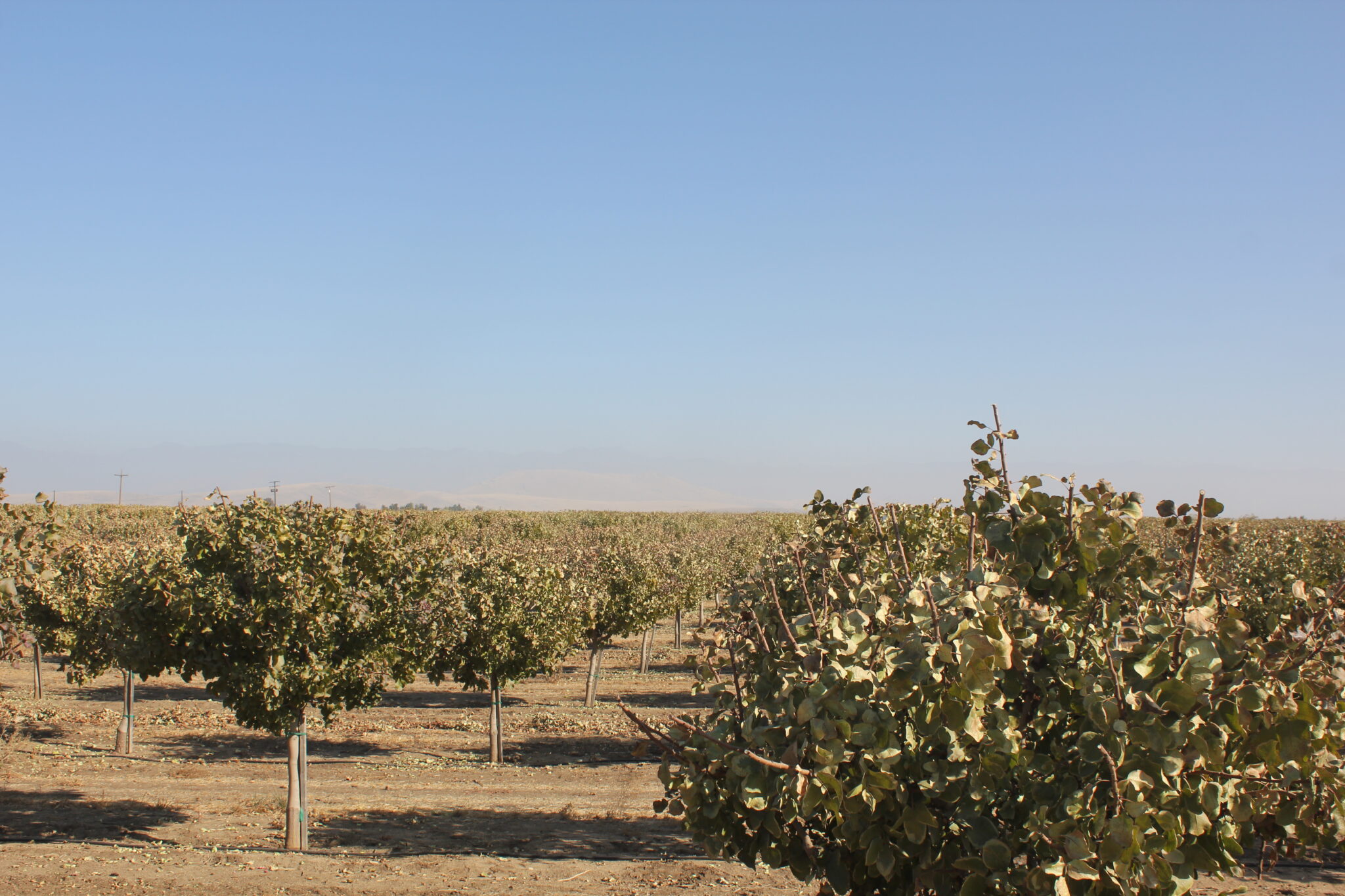 Pistachio Production Grows in Northern California West Coast Nut