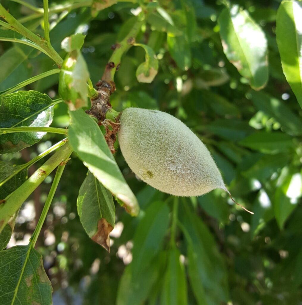 Pest, Nutrition and Irrigation Considerations in a Lean Year | West ...