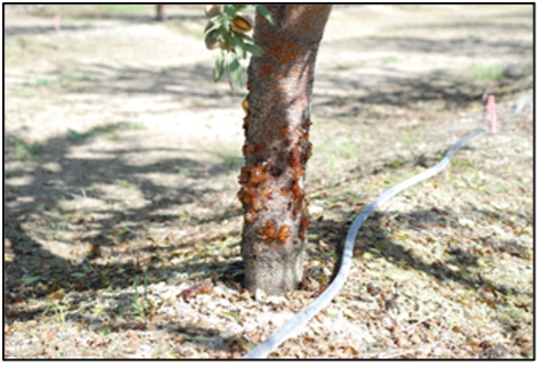 Research Uncovers New Developments in Band Canker in Almonds