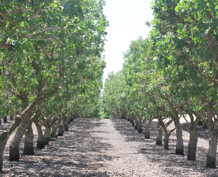 It Pays to Prepare for Pistachio Harvest