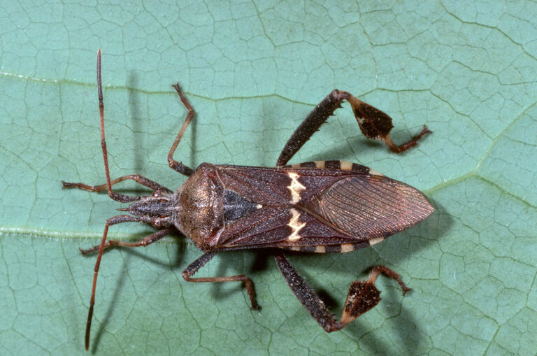 Large and Small Bug Control in Pistachio