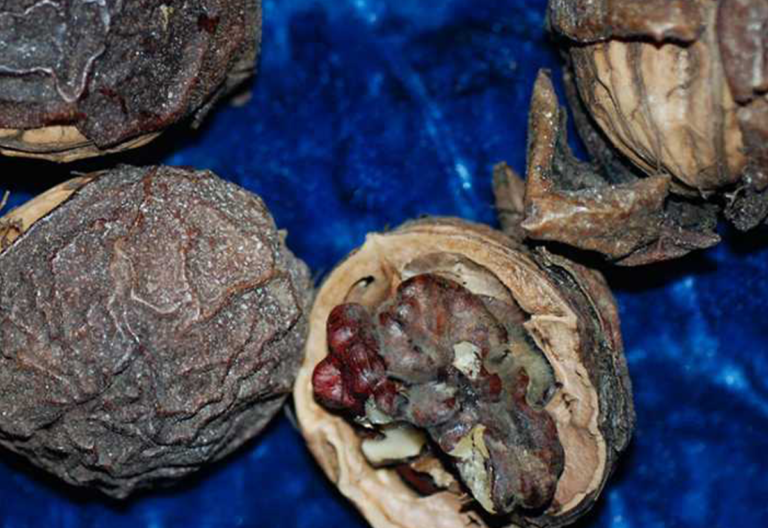 Blight, Sunburn are Predisposing Factors in Walnut Mold