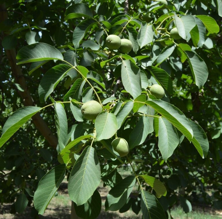 What Will the Next 70 Years of Walnut Breeding Bring?