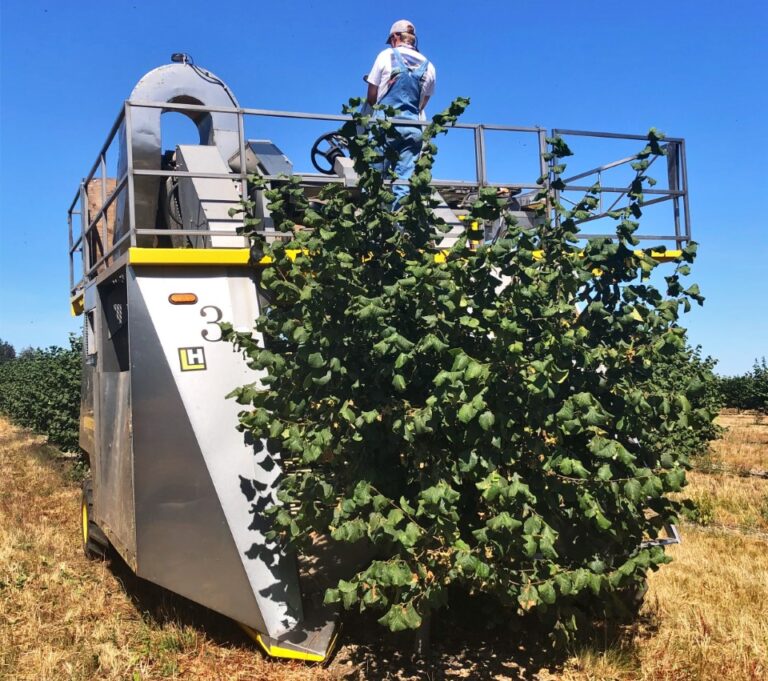 Growers Going Over-the-Top with Hazelnut Harvester