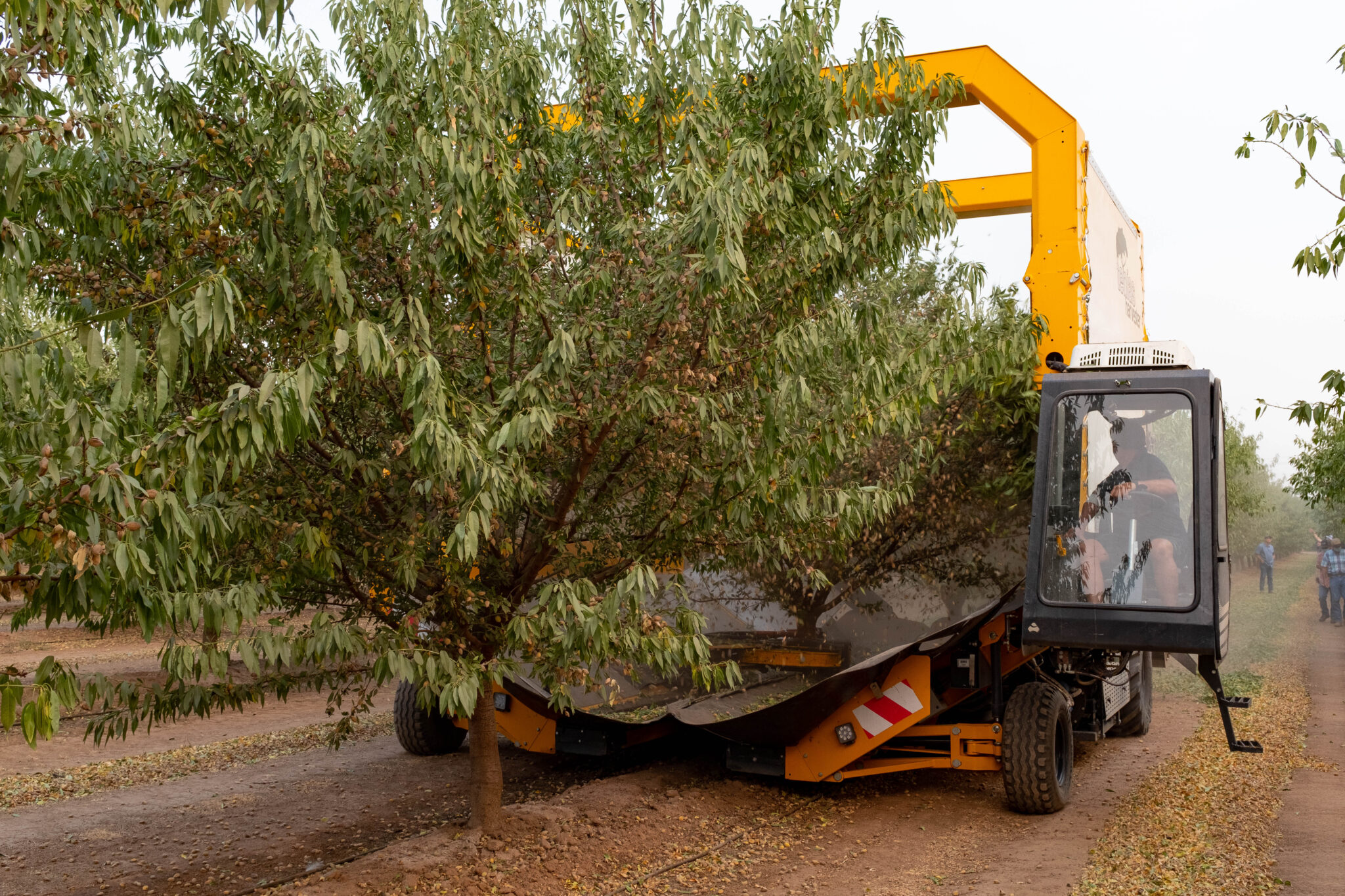 Making the Transition to OffGround Almond Harvest West Coast Nut