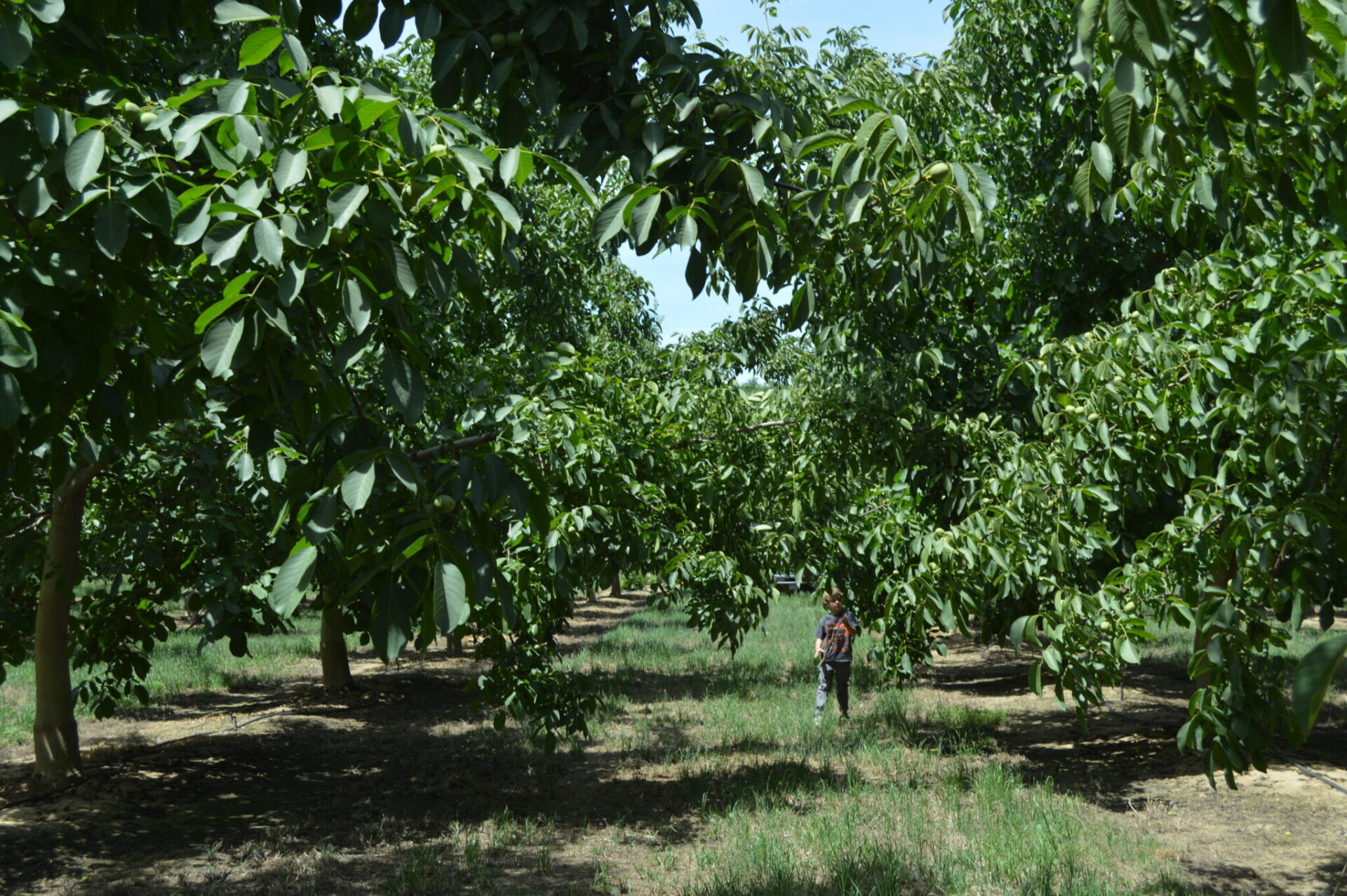 New Wolfskill Variety ‘A Good Bet’ for an Early Season Walnut | West ...