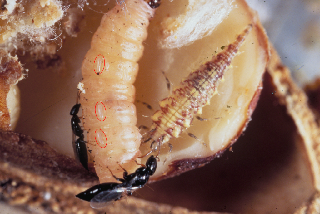 Biological Control of Navel Orangeworm in Tree Nut Orchards West