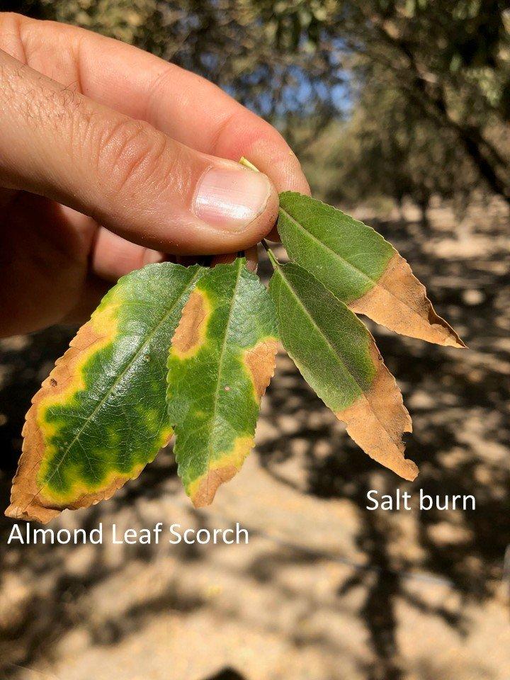 Almond Leaf Scorch: A Periodic Disease in Almonds