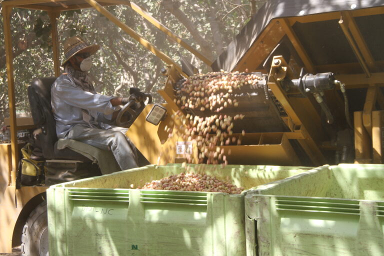 Pistachio Harvest Research Looks at Artificial Intelligence