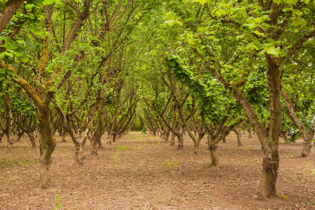 Orchard Layout in Hazelnut Take Orchard Spacing, Variety and Equipment into Consideration