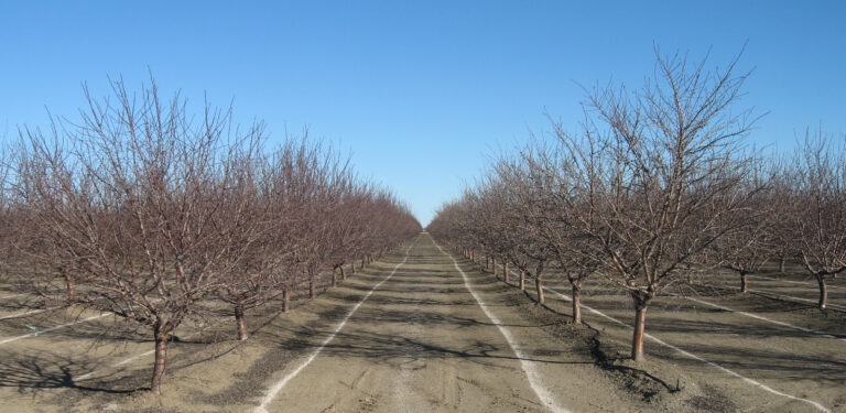 Plan Out Fall Almond Postharvest Nutrient Management