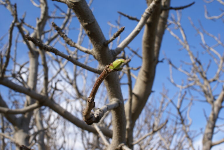 ‘Early Warning’ Monitoring Tool in Development for Optimized N Management in Pistachio