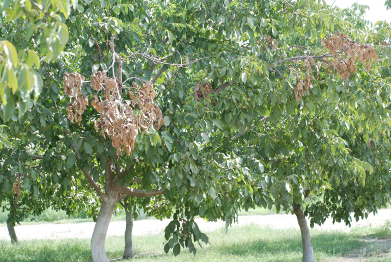 Bot-Phomopsis Disease Updates for San Joaquin County Walnuts