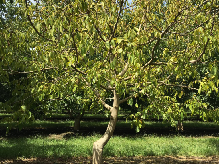 Walnut Orchards Struggle with Phytopthora