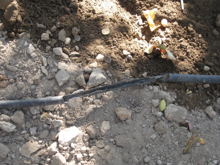 Update on Rodent Control in Walnut Orchards