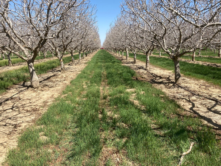 Trials Could Provide Evidence of Winter Cover Crop Benefits in Pistachio