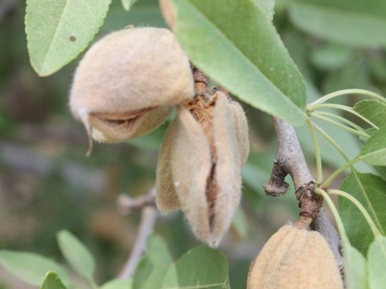 ‘Skimp’ Strategies for Pest Control in Almonds