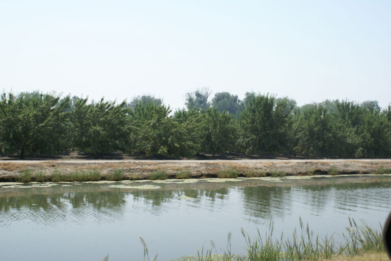 Prevent Water Stress in the Central Valley and Set Trees Up for Bearing Next Year’s Crop