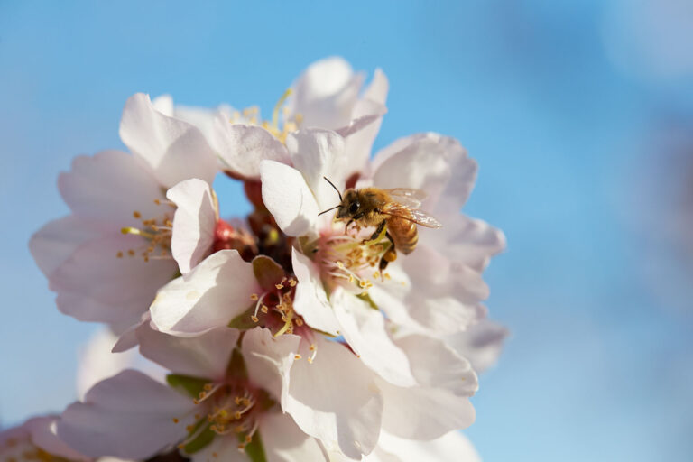 Pollinator Efforts Lead to Prestigious Sustainability Award for Almond Board of California