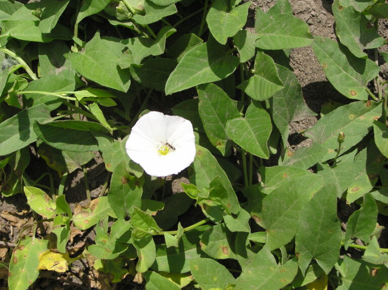 Stay Ahead of Orchard Weeds During Winter