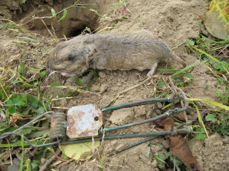 Combination of Control Tools are Best Bet for Gopher Invasions