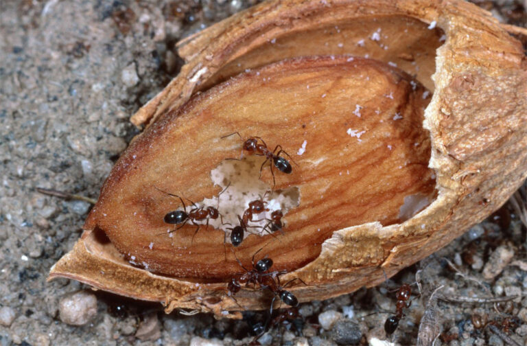 Ant Management in Almonds