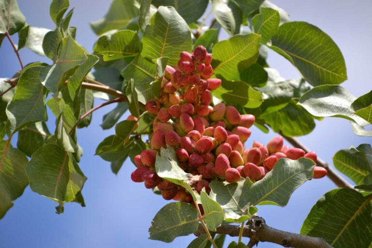 UC’s Statewide Pistachio Day Being Held Jan. 19-20