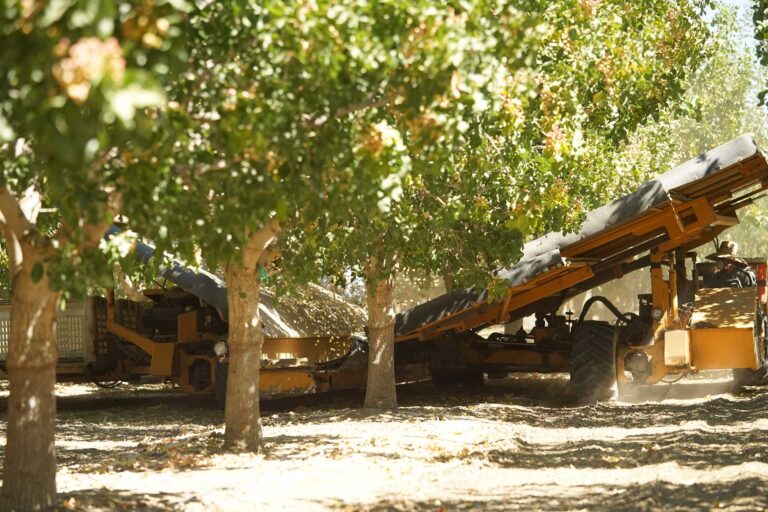 New Pistachio Yield Prediction Project Underway at UC Davis