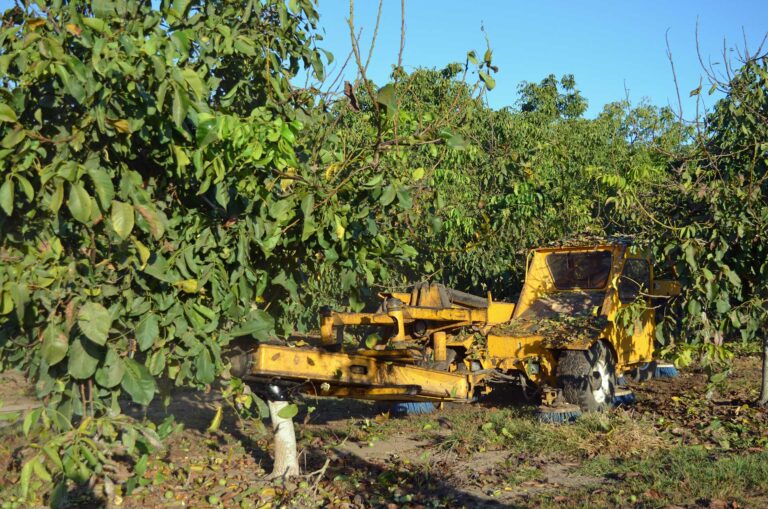 Trials Strengthen No-Prune Decision in Walnut