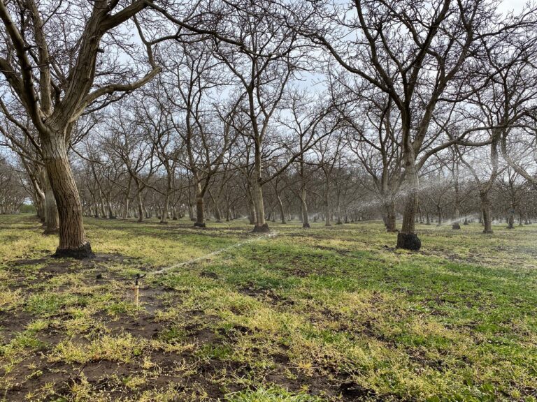 Delayed Irrigation in Walnuts Improves Tree Health