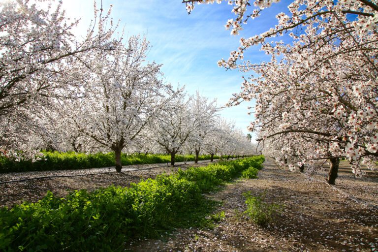 Looming European Green New Deal  Policy Could Affect  Almond Exports