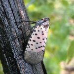 1-1-1 spotted lanternfly courtesy Surendra Dara
