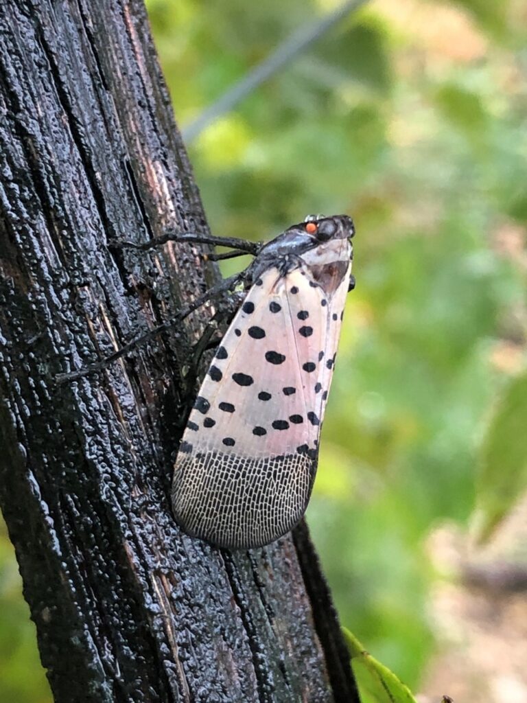 Spotted Lanternfly Risk to California Walnuts
