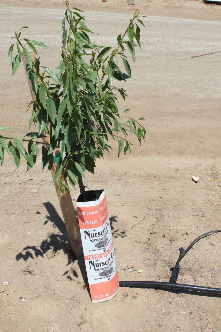 Care and Inspection of Trees is Critical Prior to Planting