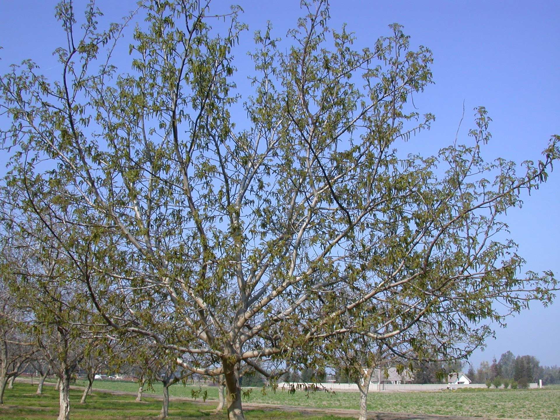 3-3-3-Serr-tree-with-catkin-abundance-by-Bob-Beede,-UCCE-S