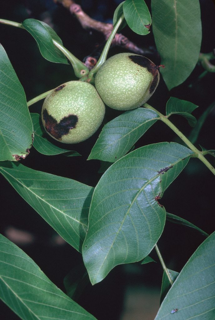 Watch Walnut Blight Through May West Coast Nut