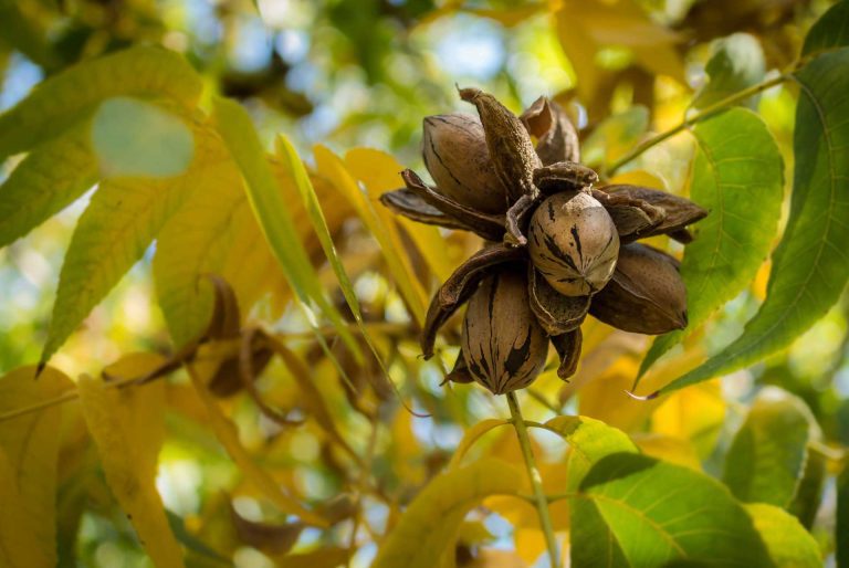 1-1-1-Pecan-Nut-Cluster-surrounded-with-yellow-and-green-leaves-courtesy-Diamond-of-California-S
