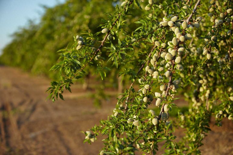 2022 Almond Acreage and Crop Reports Released