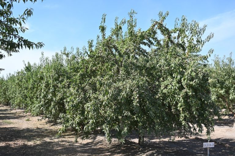 UC Almond Variety Trials Reveal Clear Result