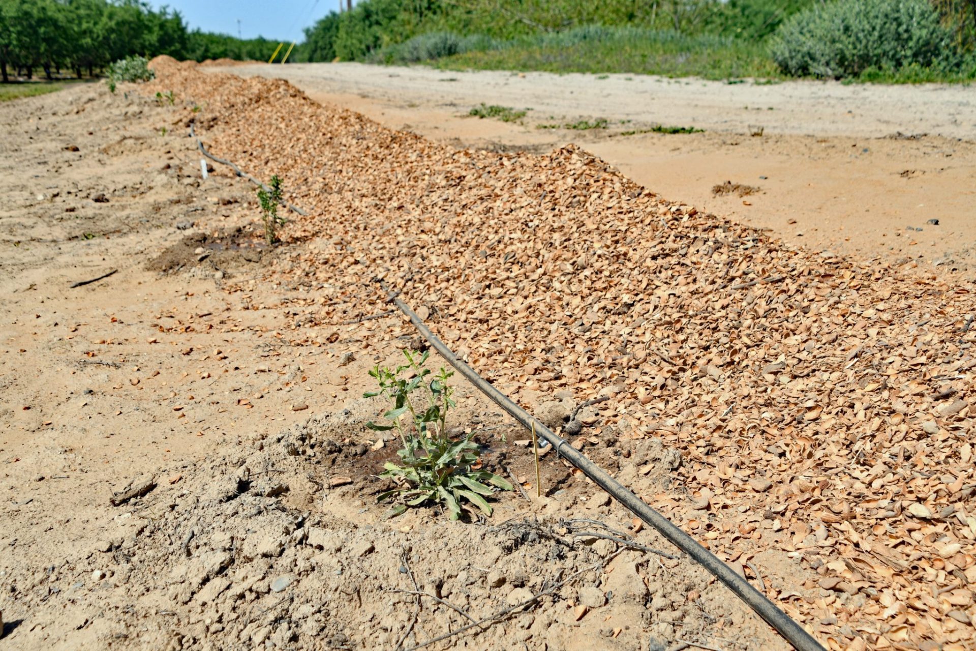 Soil Amendment Considerations for Fall West Coast Nut