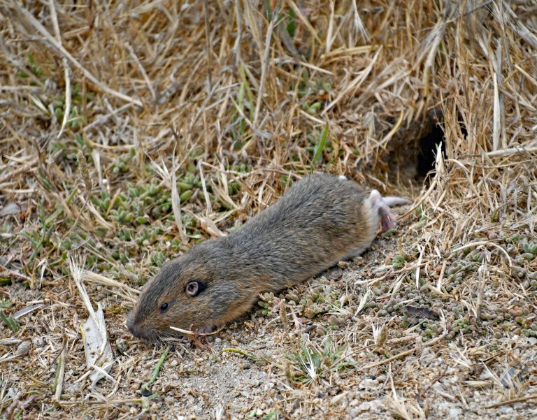 Rodent Control Costs Could Climb