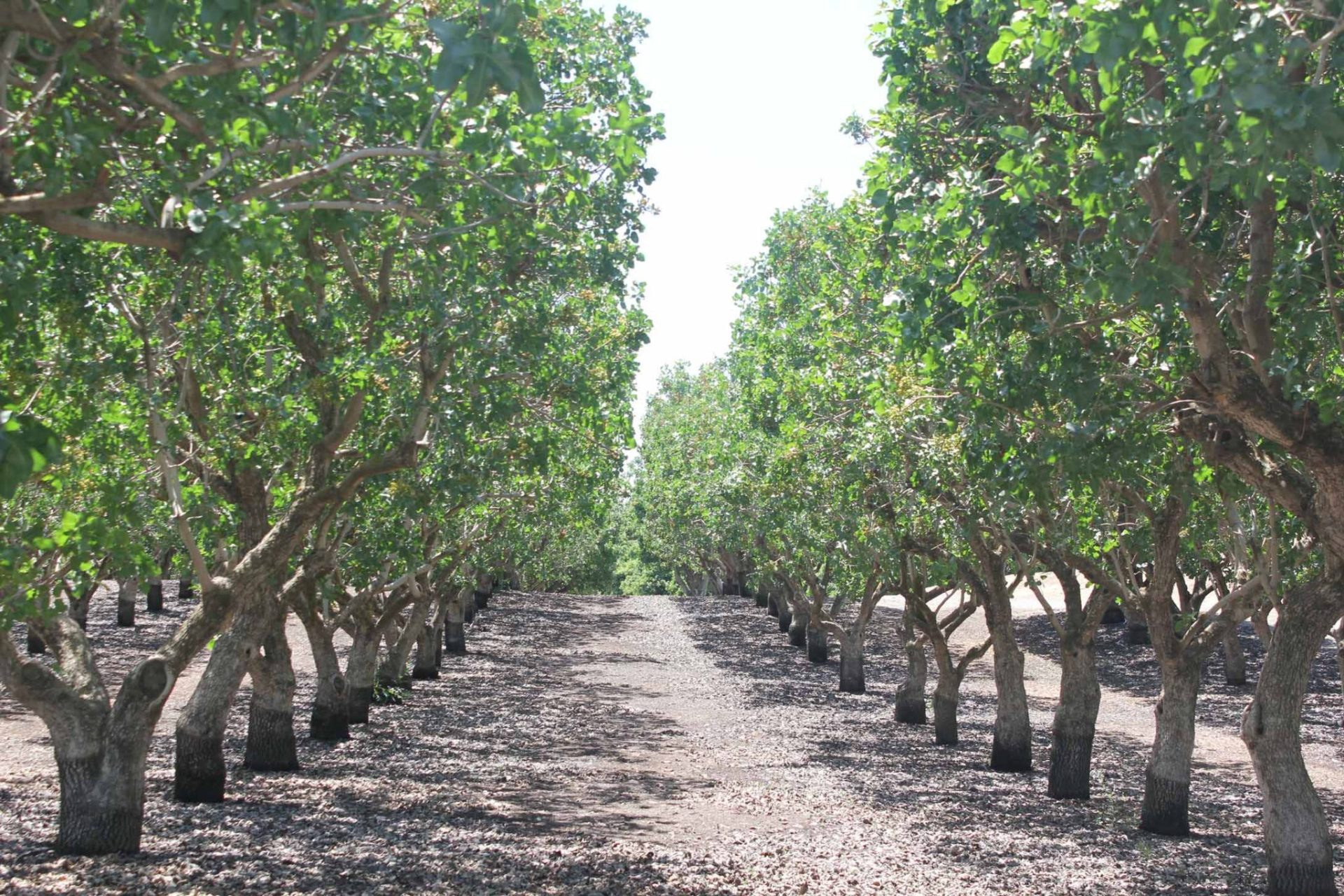 Flattening the Alternate Bearing Curve in Pistachio | West Coast Nut