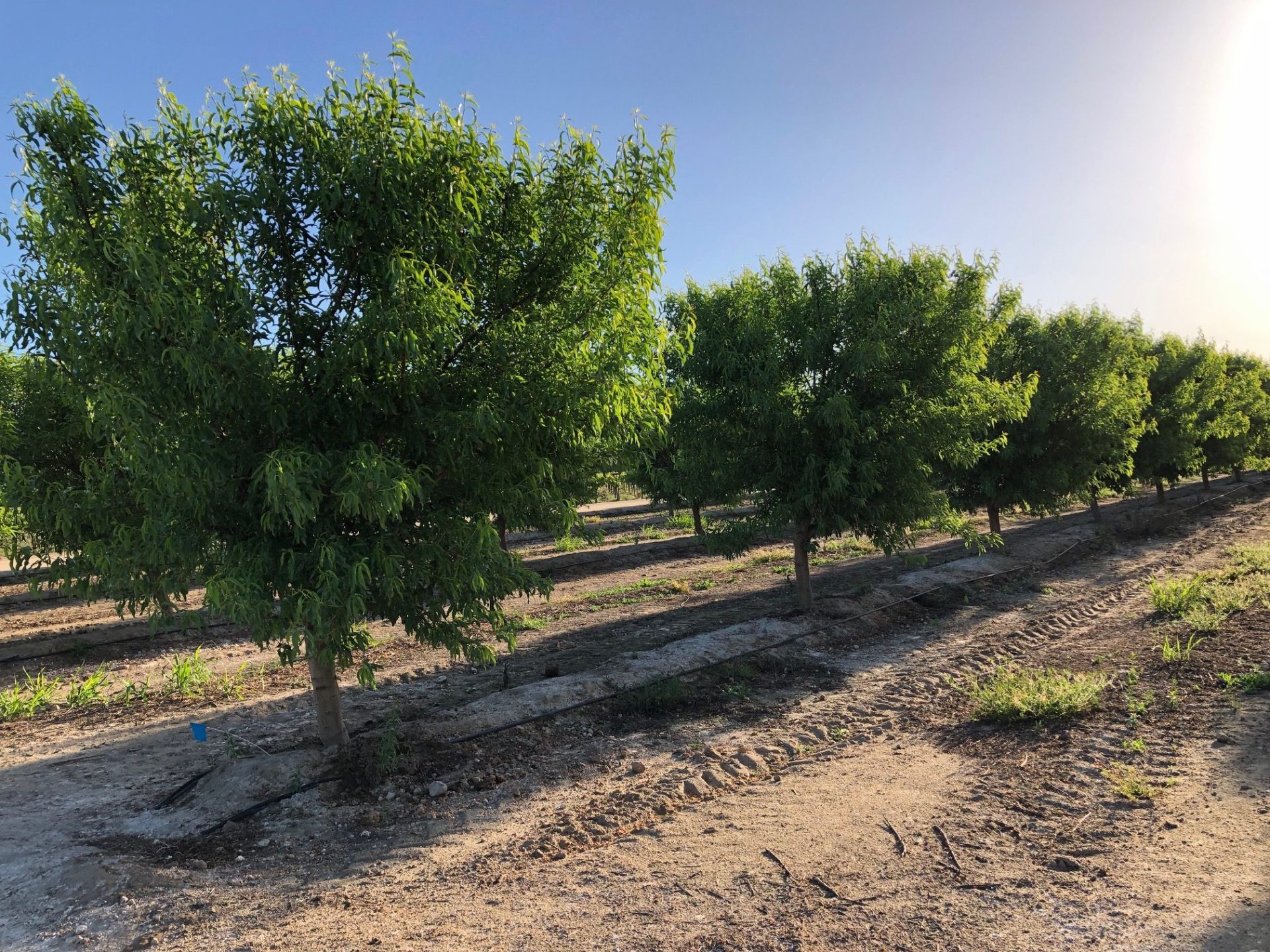 Regenerative Orchard Management | West Coast Nut