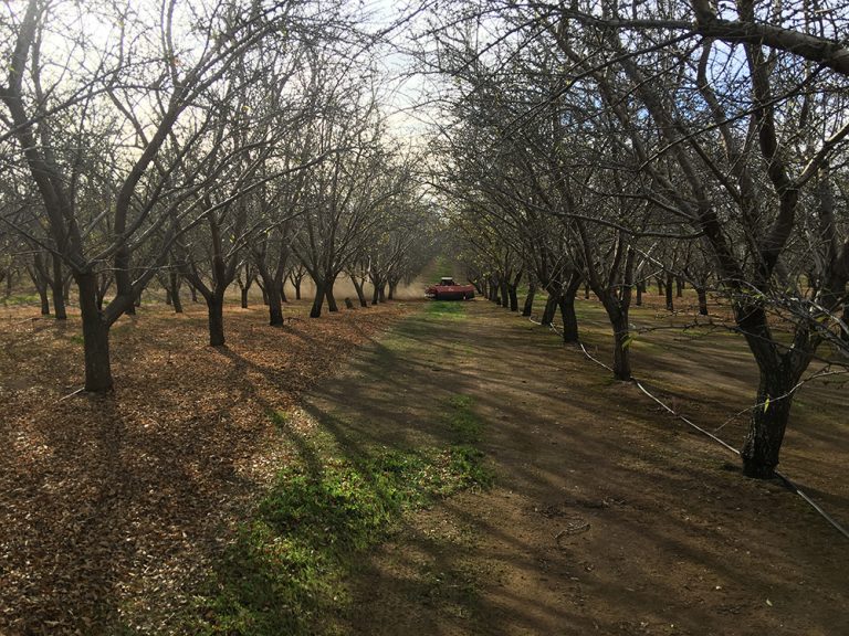 Preemergence Herbicides Can Protect Orchard Investment