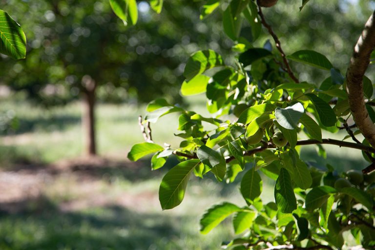 Biologically Integrated Orchard Systems (BIOS) Field Day Demonstrates IPM Strategies for Major Walnut Pests