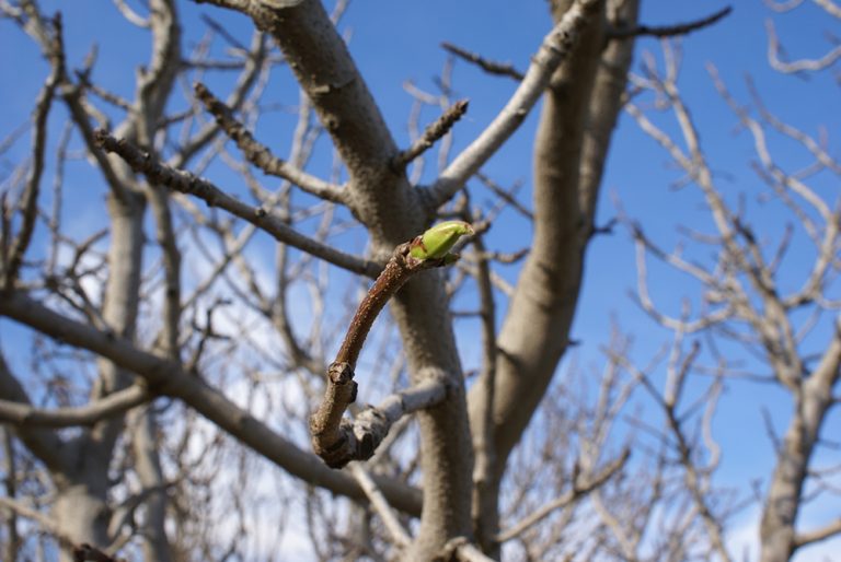 Chill Concerns Have Pistachio Growers Evaluating New Tool