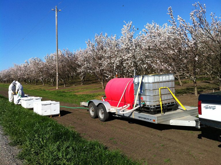 Top Five Tips to Make Sure Your Orchard Is Pollinator-Friendly