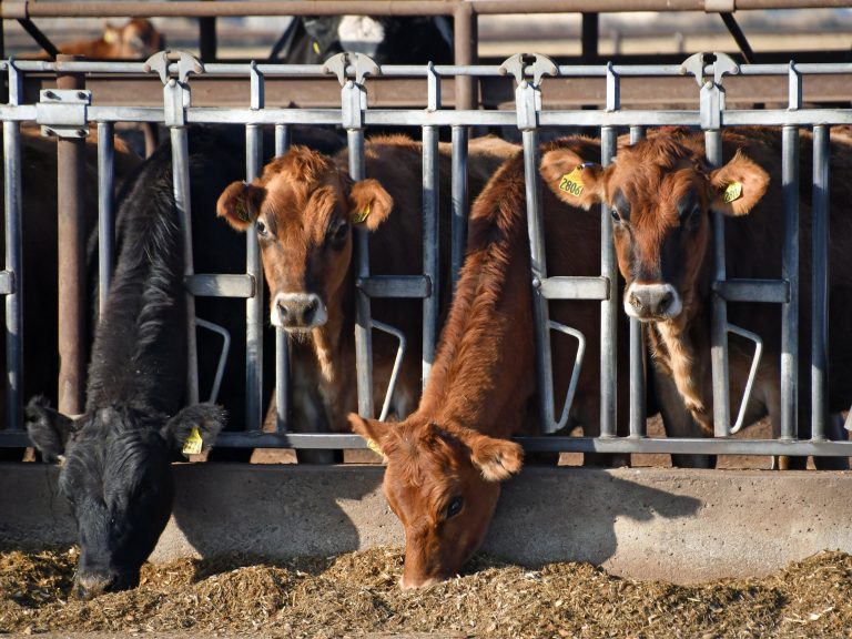 Got Almond Hulls? Researchers Delve into Hull Use, Nutritional Suitability as Dairy Cow Feed