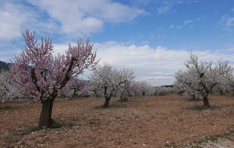 The Potential to  Dryland Farm Almonds
